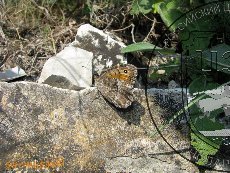 Бархатница аретуза 001